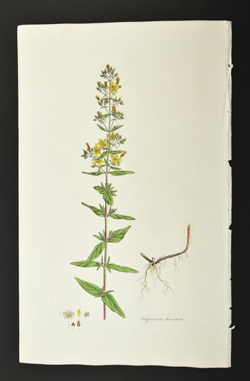 Original 1817 Curtis Botanical Engraving Flora Londinensis Hairy St. John Wort