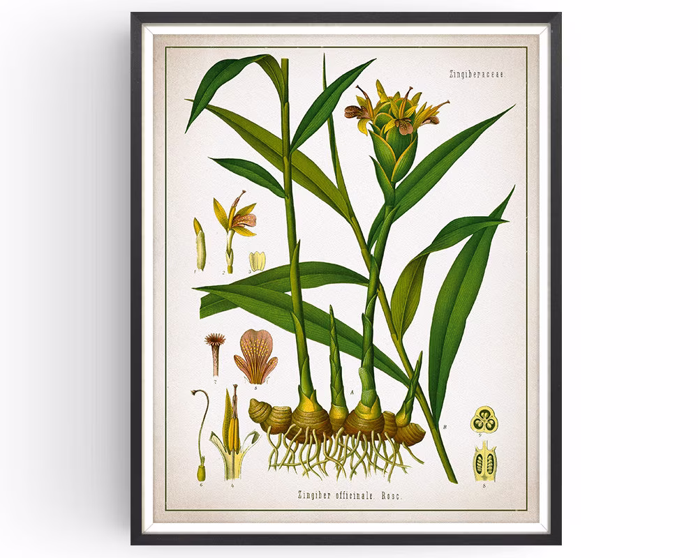 Ginger - Botanical Print Vintage Aromatherapy Art Medicinal Plant Botany Spice Kitchen Decor Unframed
