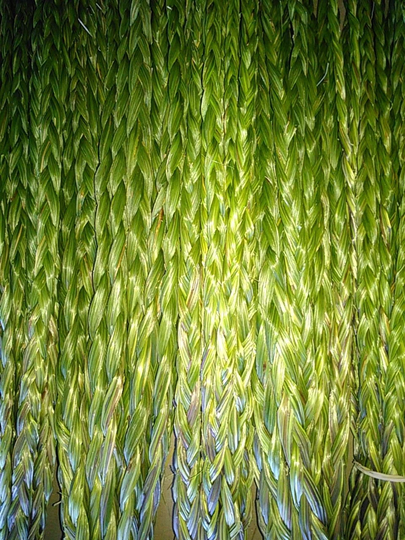 200 Freshly Braided Sweetgrass Braid 18-23 Inches Dried