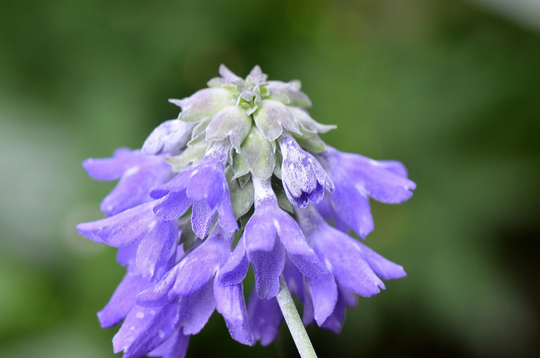 Primula Flaccida Seed