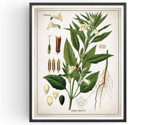 Sesame - Botanical Print Vintage Sesame Seed Medicinal Plant Decor Art Kitchen Unframed