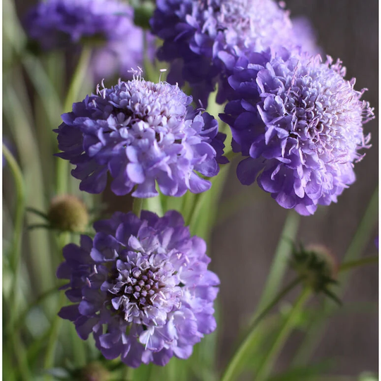 Scabiosa Oxford Blue Flower Seeds 50