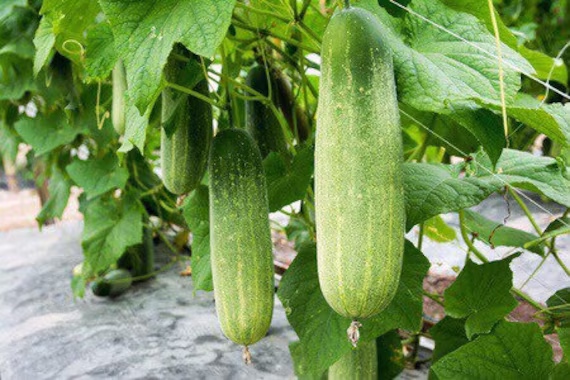 Asian, Bangladeshi F1 Hybrid - Big Cucumber , Cucumber Seeds Sosha, Khira 40 | UK Seller