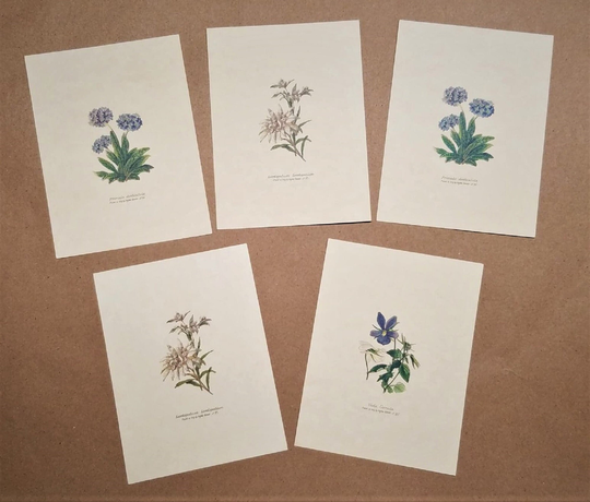 5 Piece Floral Art Print Set 4 3/4" X 3 1/2