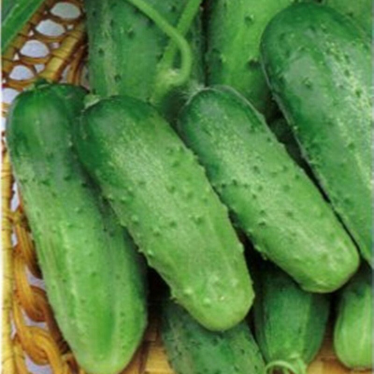 Cucumber Monastery Seeds Heirloom Non Gmo For Planting | 201882