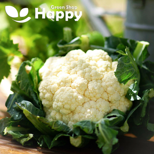 Cauliflower Snowball X - 800 Seeds Brassica Oleracea