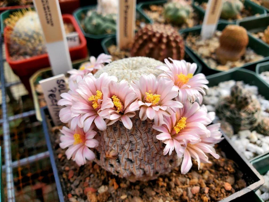 Mammillaria Pectinifera | 10 Seeds