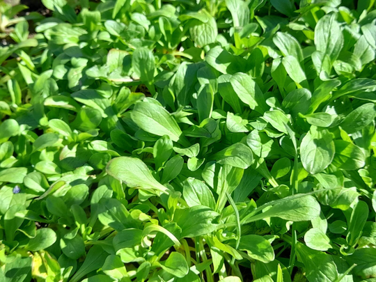 Lamb's Lettuce Seeds