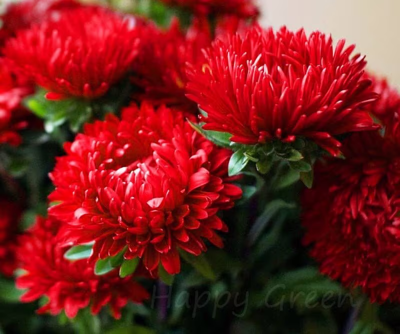 Aster Dwarf Milady Scarlet - 400 Seeds Callistephus Ch. Double Large Flower