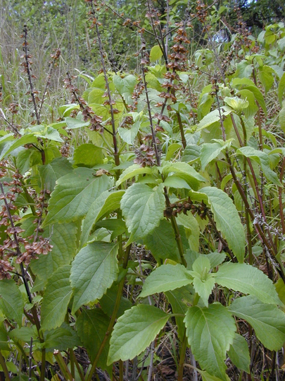 1000 Ocimum Gratissimum Seeds , Clove Basil African Wild