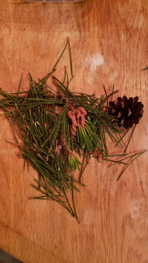 Pine Needles, Fresh Picked Clean Needle Tea