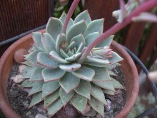 10 X Echeveria Subalpina Perote Seeds For Propagation - Succulent Plant Rarely Offered Cultivar