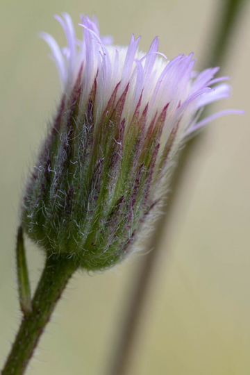 Wild Blue Fleabane - Erigeron Acris Approx. 25 Seeds Flower Seeds