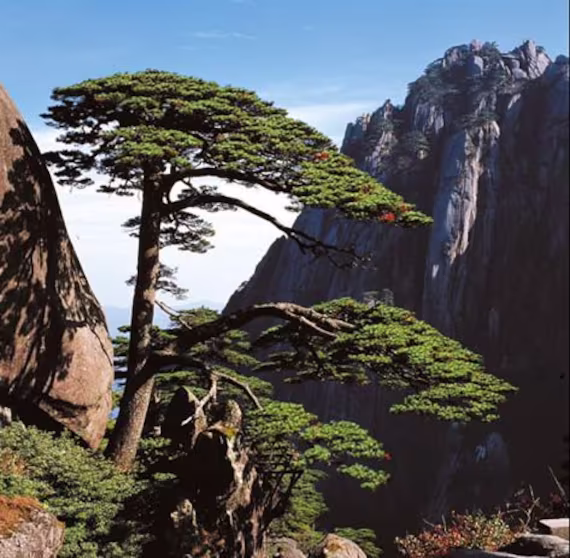 Huangshan Pine Tree | Pinus Hwangshanensis Seeds