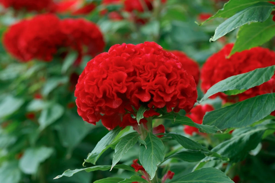 Celosia Seeds Chief Fire 50 Thru 1, 000 Bulk Makes Great Cut Flowers