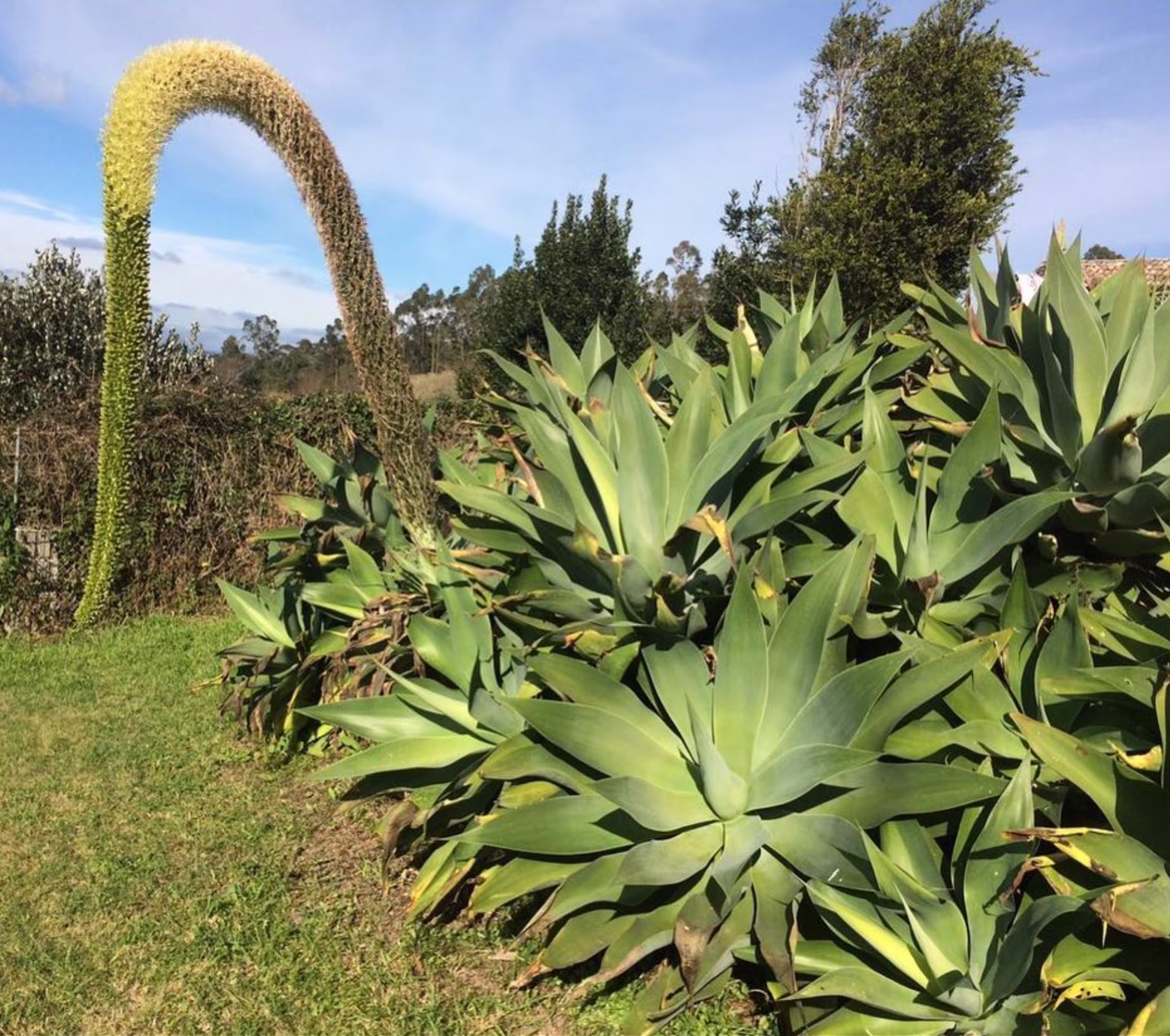 Agave Attenuata Succulent Seeds