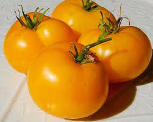 Brandywine Orange - 40 Hand Picked Seeds