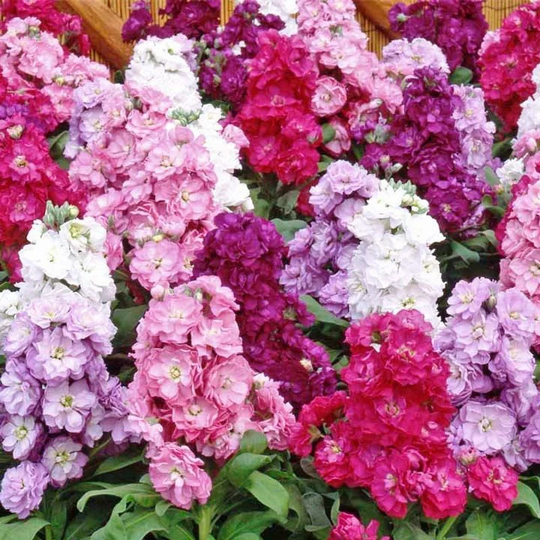 stocks Cinderella Mixed Flower Seeds - 25 Organic