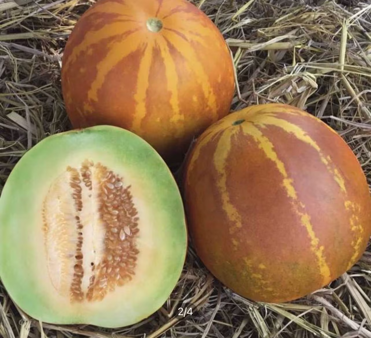 50 Thai Melon Seeds, Muskmelon
