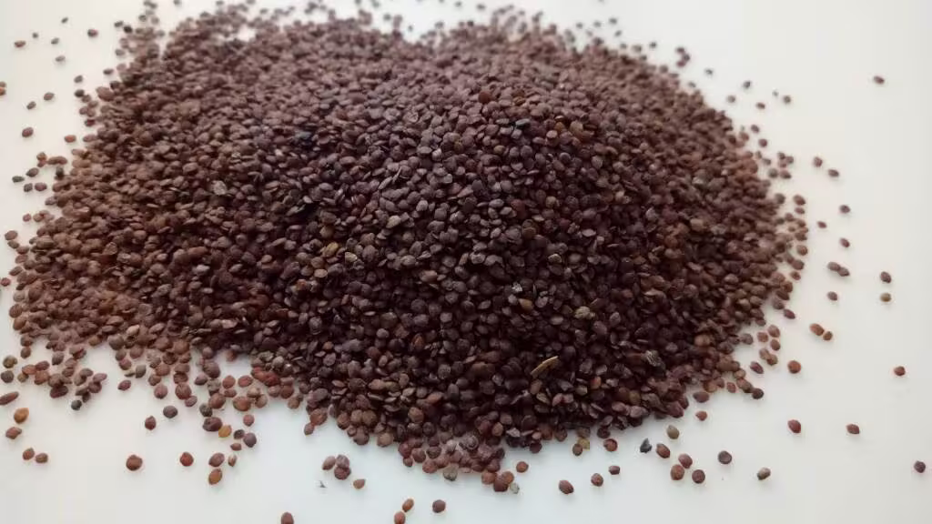 Bulk & Wholesale , Mimosa Pudica Sensitive Whole Seeds -Lajwanti Lajvanti