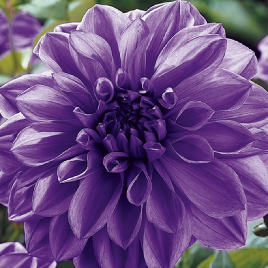 Dahlia Lilac 60 Seeds