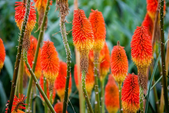 Torch Lily Blackhead - 200 Seeds Non Gmo