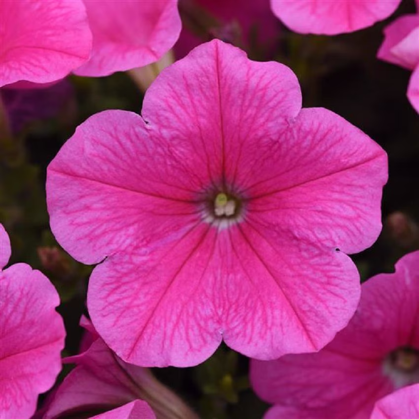 Petunia Seeds Easy Wave Pink Cosmo 100 Thru 500 Pelleted Bulk