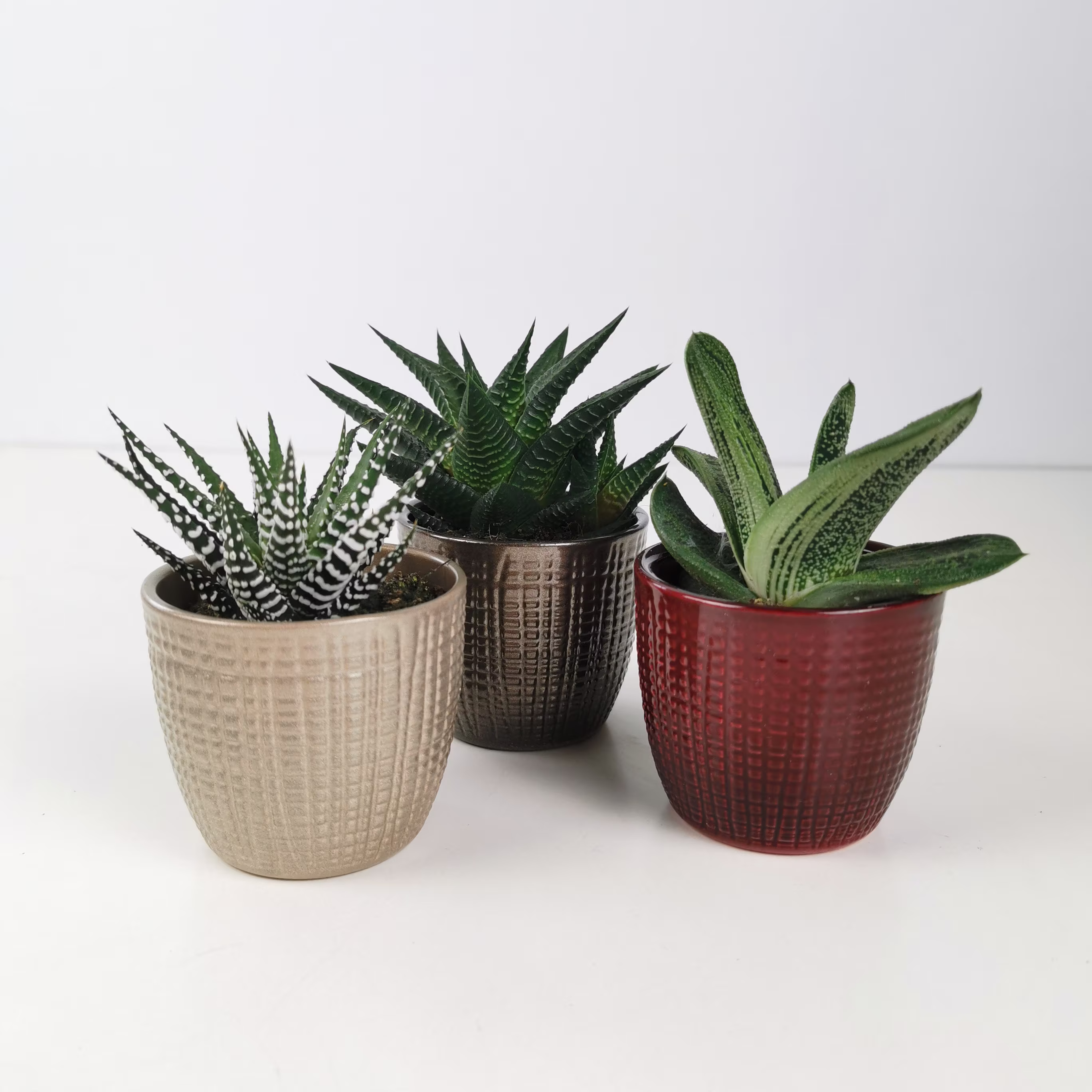 Trio Of Houseplant Succulents With Metallic Glaze Ceramic Planters/Plant Pots - Gift Or Wedding Favour