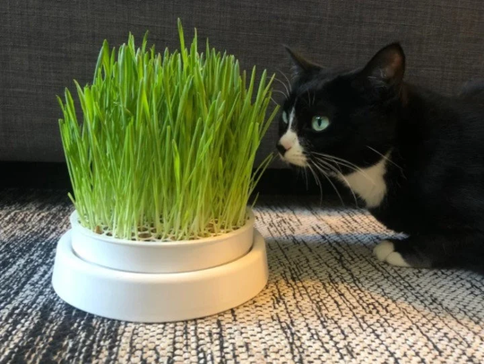 Cat Grass Planter - Seeds/Soil/Fertilizer Included Everything You Need Natural, Sustainable, & Organic