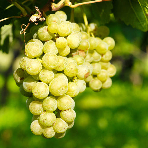 Christmas Grow Your Own White Grape Vine