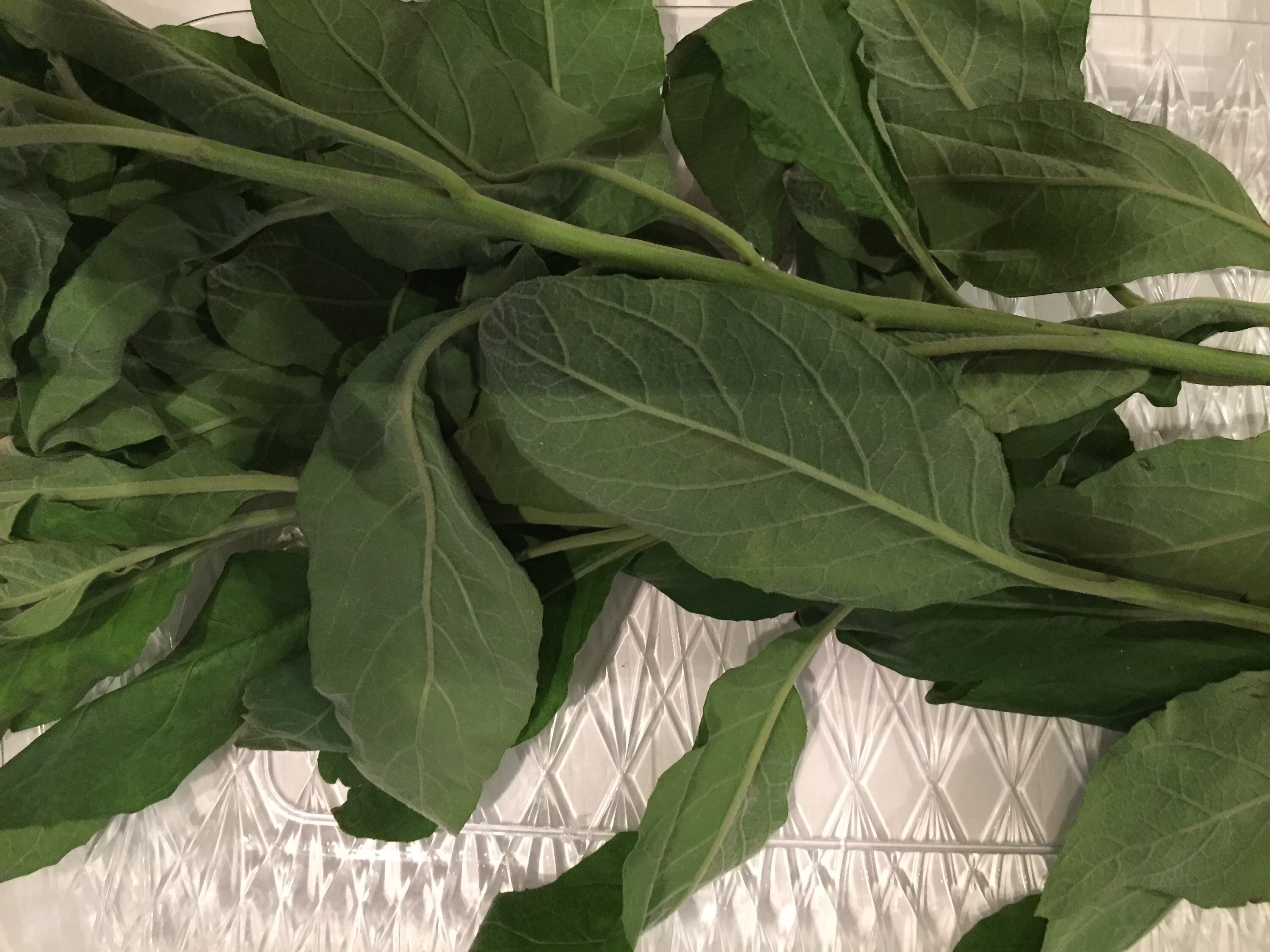 Sourbush, Lachòy, Pluchea Carolinensis, Asteraceae Air Dried Herb