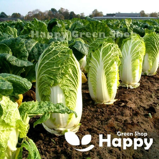 Vegetable - Chinese Cabbage Hilton 400 Seeds Selected Brassica Rapa