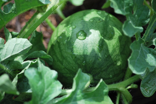 Fruit - Water Melon Sugar Baby 20 Premium Quality Seeds