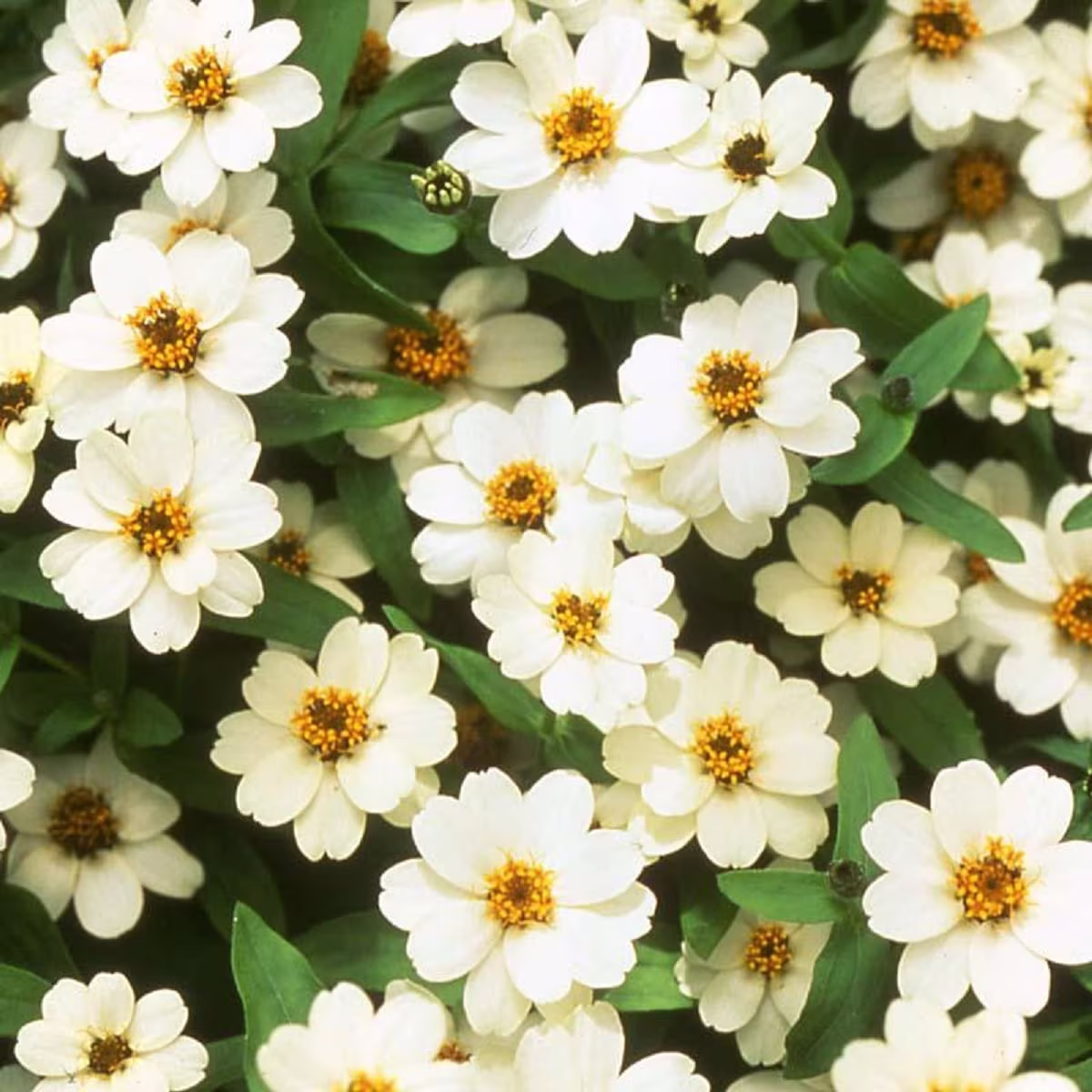 Zinnia Seeds Profusion Double White 100 Thru 500 Bulk Flower
