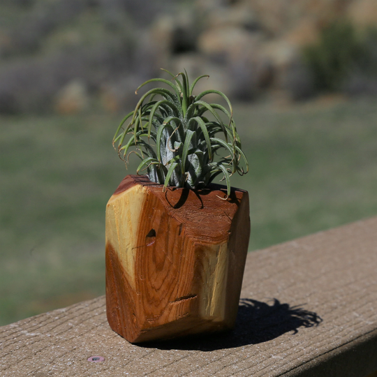 Handmade Reclaimed Juniper Wood Geometric Air Plant Holder/Planter Air Plant Not Included