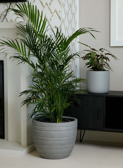 Indoor/Outdoor Large Nordic Minimalist Fiberstone Lightweight Round Planter Pot - 21, 18, 15 Inch Cement Finish Suitable For Rubber Fig