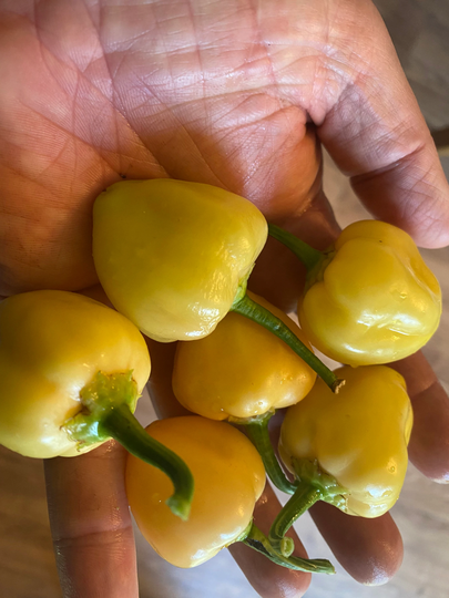 Peppa Peach Pepper 15 Seeds