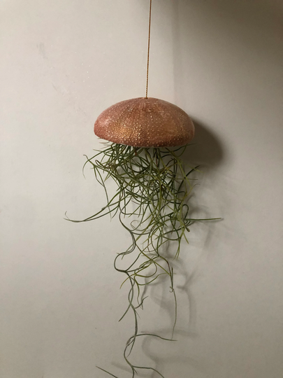 Tillisandias With Plant Holder, Jellyfish Planter 5.5Inch Hanging On 25cm Of Gold Thread Spanish Moss For Lover