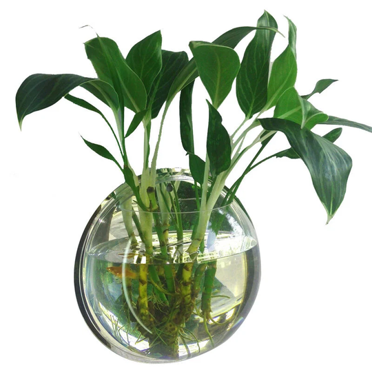 Superseller - Home Decoration Wall Mount Fish Tanks Goldfish Bowl Acrylic Hanging Aquariums Flowerpot Flower Vase, 230mm diameter & type 1 - 230mm