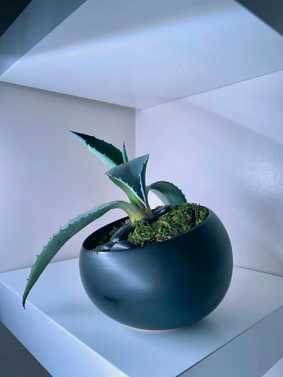 Sloped Black Modern Ceramic Planter Pot For Succulents/Bonsai/Orchid 4