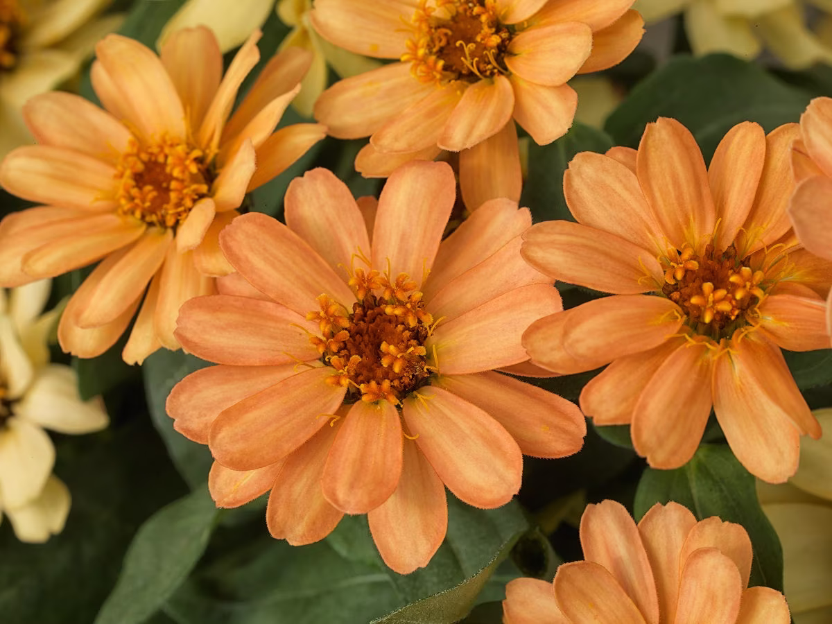 Zinnia Seeds Profusion Apricot 100 Thru 500 Bulk Flower