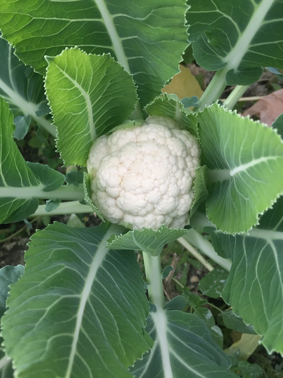 Improved Snowball Cauliflower Seeds | Non-Gmo Heirloom Fresh Garden