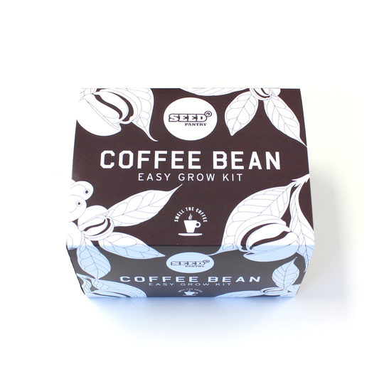 Coffee Bean Plant Easy Grow Kit