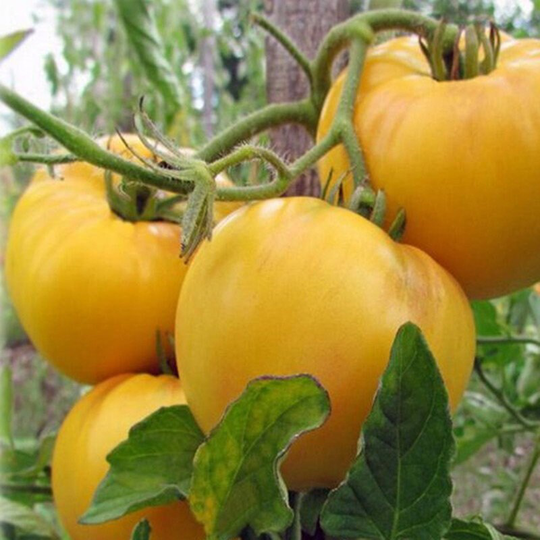 Tomato Giraffe Seeds Heirloom Non Gmo For Planting | 202520