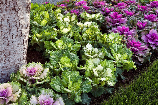 Flowering Kale Seeds Cabbage Osaka Mix 50 Thru 500