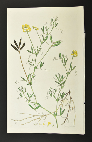 Original 1817 Curtis Botanical Engraving Flora Londinensis Meadow Vetchling