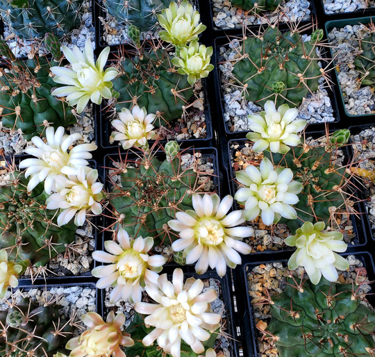 Gymnocalycium Gibbosum Seeds | Select An Option