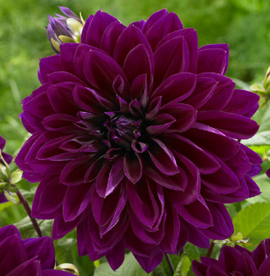 Dahlia Cactus