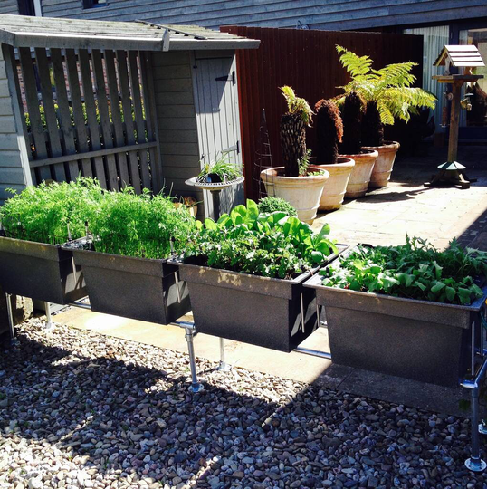 Urban Self Watering Vegetable Allotment