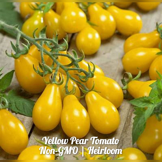 Yellow Pear Tomato 100 Seeds | Non-Gmo Free Shipping